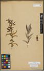 Foto von Salix alba subsp. vitellina (L.) Arcang.